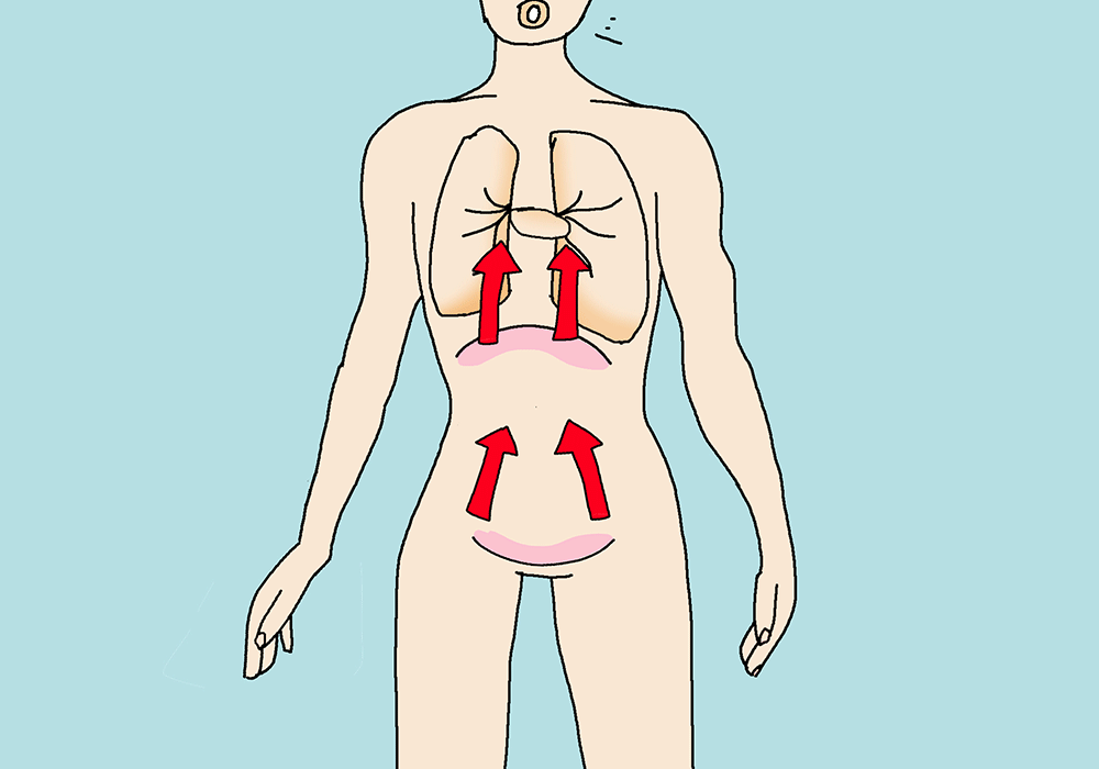 Frontal view of a human. It shows the lungs, the diaphragm and the pelvic floor. Red arrows indicate the movement in the body when breathing. The diaphragm and the pelvic floor move down when breathing in and up when breathing out.