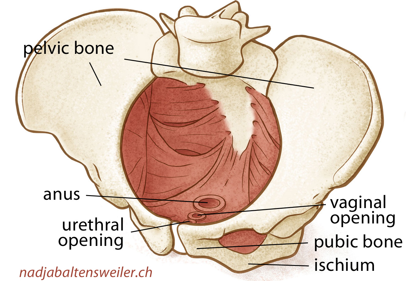You can see the pelvic bone with the pelvic floor muscles, the anus, the vaginal opening and the urethral opening.