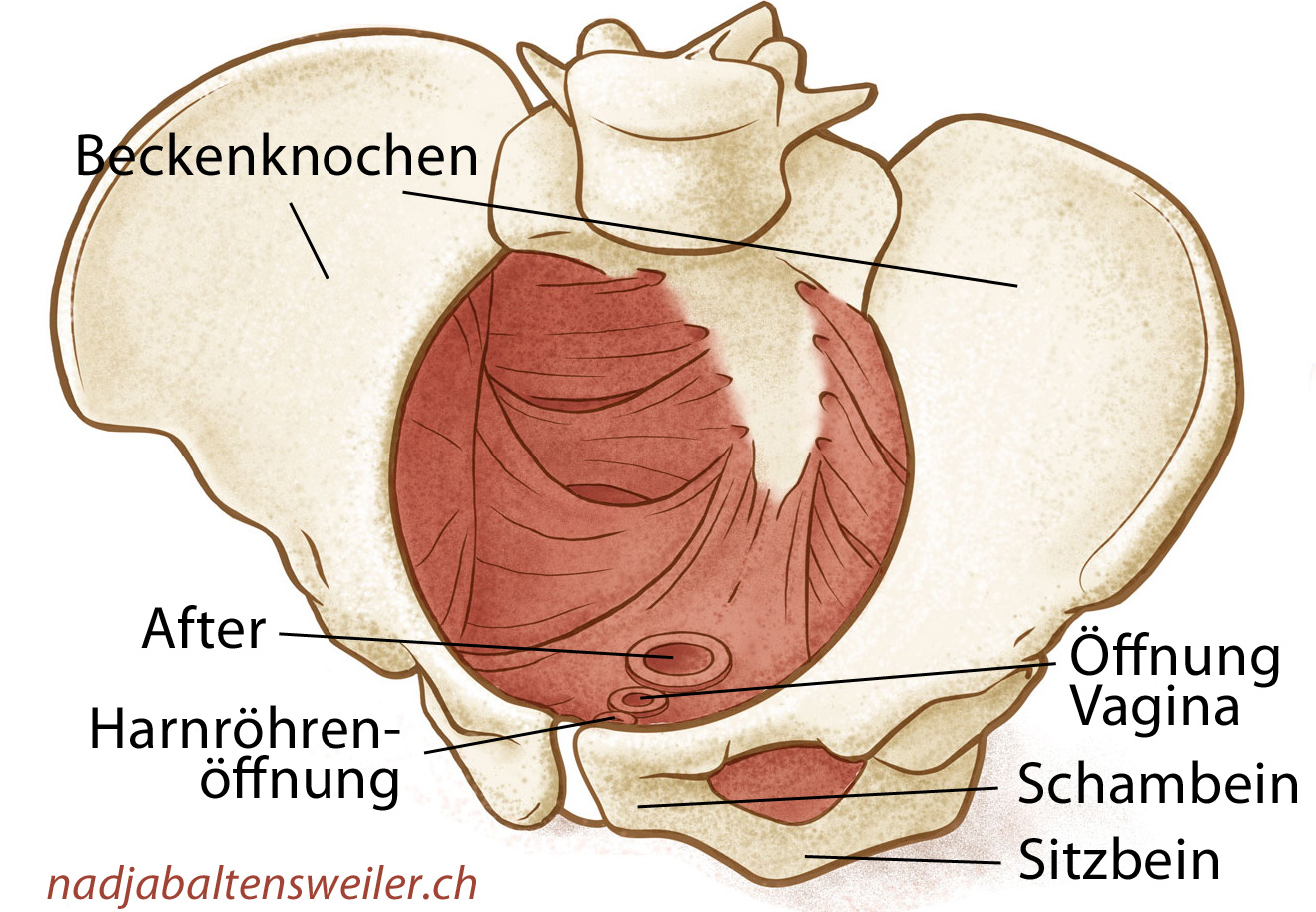 Dargestellt sind die Beckenknochen, die Beckenbodenmuskeln, der After, die Öffnung der Vagina und die Harnröhrenöffnung.