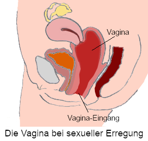 Unterleib einer Person mit Vagina im Querschnitt zeigt die Vagina bei sexueller Erregung sowie umliegende Organe. Die Vagina ist weit und aufgespannt wie ein Ballon.