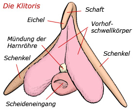Schematische Darstellung der Klitoris mit Schaft und Schenkeln