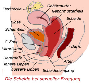 Unterleib einer weiblich gelesenen Person im Querschnitt zeigt die Vagina bei sexueller Erregung sowie umliegende Organe. Die Vagina ist weit und aufgespannt wie ein Ballon.