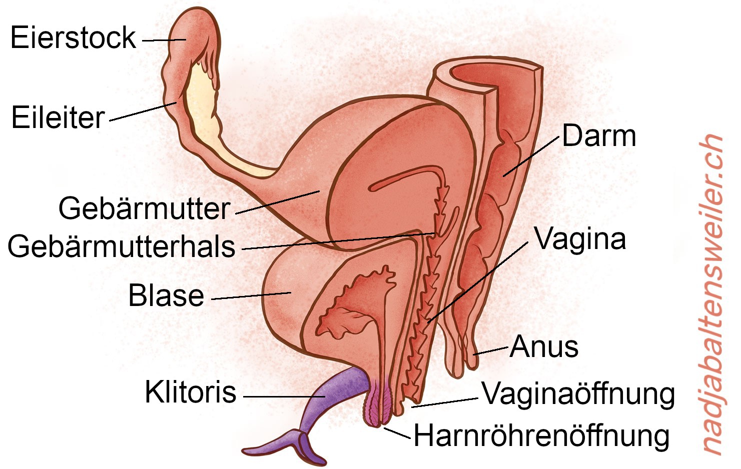 Du siehst einen Längsschnitt durch Geschlechtsorgane. Ganz vorne ist die Klitoris mit ihren Schenkeln, dahinter ist die Harnröhrenöffnung und dahinter die Vaginaöffnung. Zuhinterst kommt der Anus. An den Anus schließt sich nach oben hin der Darm an. Am oberen Ende der Vagina liegt der Gebärmutterhals, der in die Gebärmutter führt. Seitlich der Gebärmutter schliesst sich der Eileiter und der Eierstock an. Oberhalb der Harnröhrenöffnung liegt die Blase. Sie liegt ausserdem vor der Vagina und unterhalb der Gebärmutter.