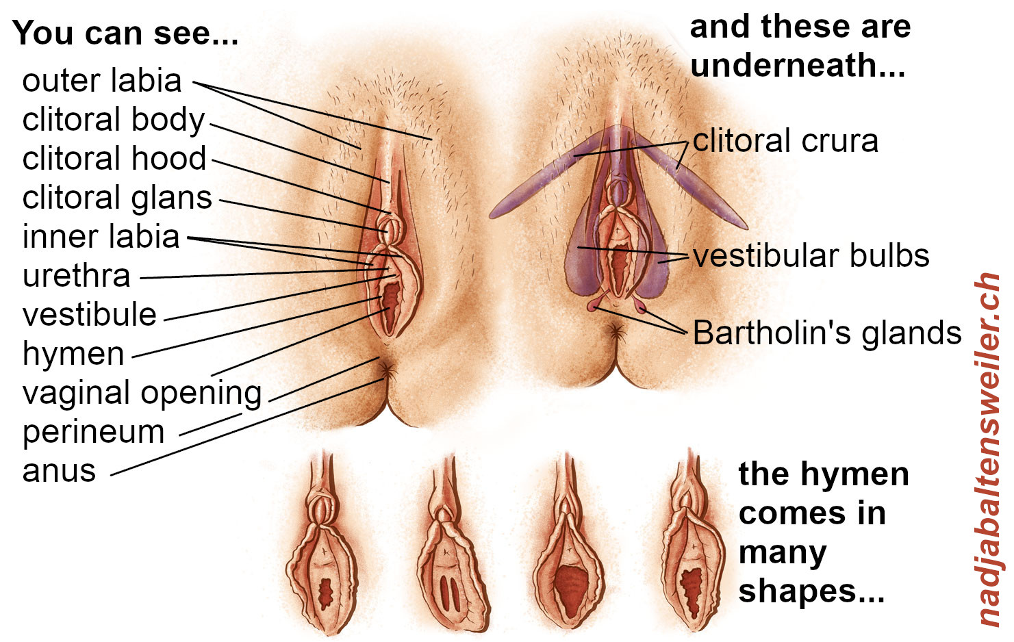You see a total of 6 illustrations of vulvas - 2 larger ones at the top and 4 smaller ones at the bottom. The top left image is labeled: You can see... - outer labia - clitoral body - clitoral hood - clitoral glans - inner labia  - urethra - vestibule - vaginal opening - hymen - perineum - anus The top right image is labeled: and these are underneath... - clitoral crura - vestubular bulbs - Bartholin's glands The bottom 4 illustrations are labeled: The hymen comes in many shapes...
