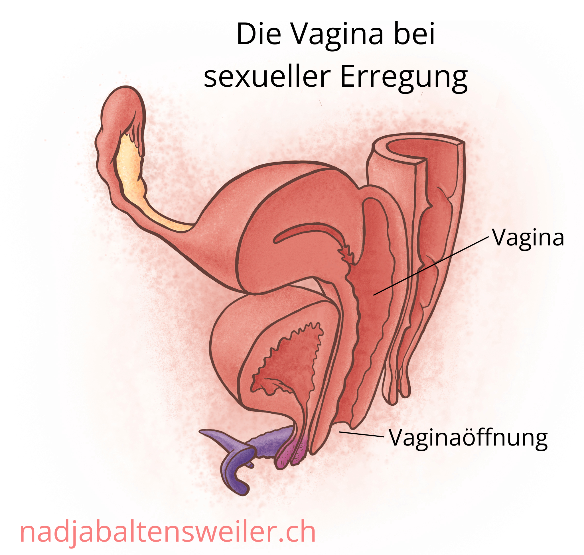 Das Bild zeigt einen Längsschnitt durch Geschlechtsorgane bei sexueller Erregung. Die Vagina ist weit und aufgespannt wie ein Ballon.