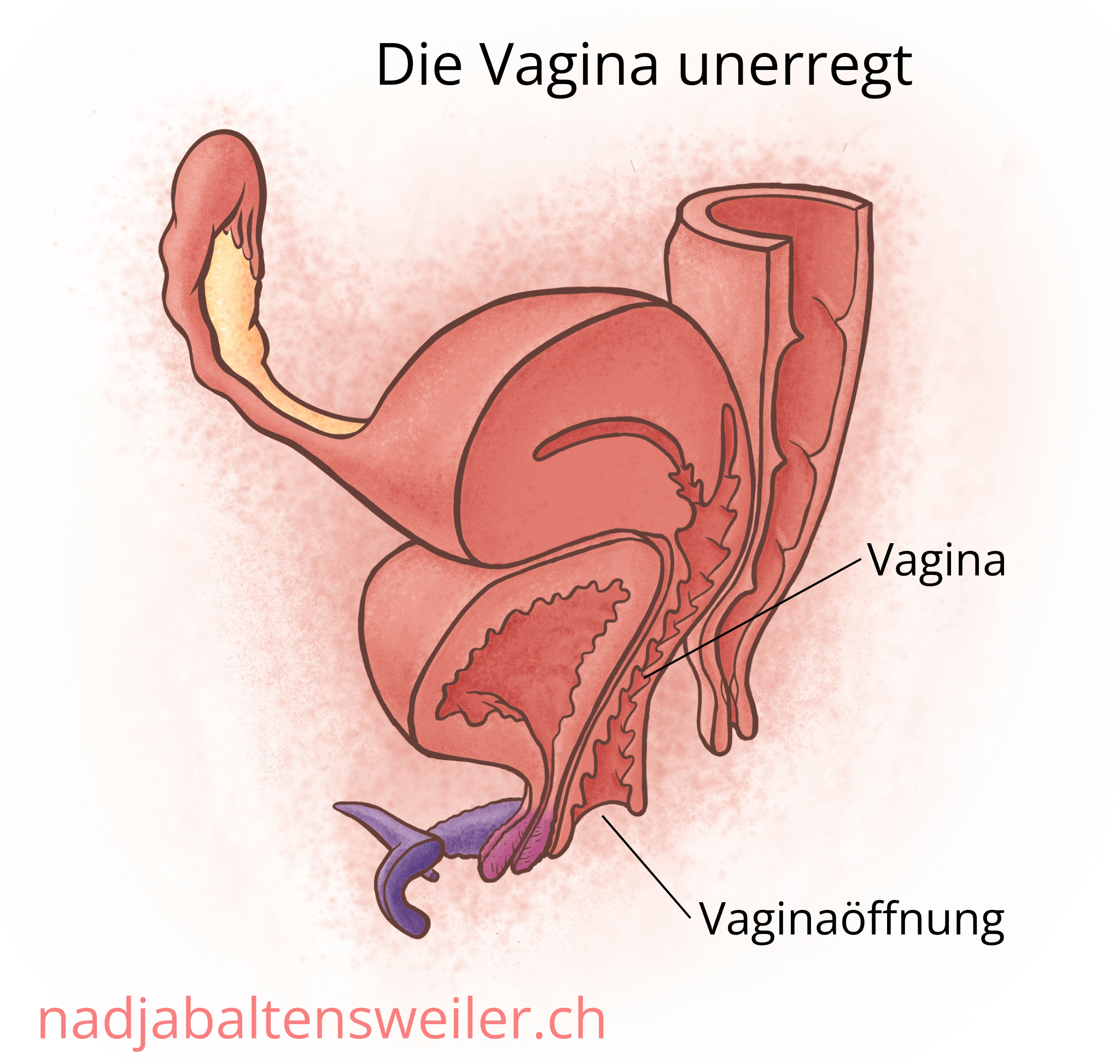 Das Bild zeigt einen Längsschnitt durch Geschlechtsorgane  im Ruhezustand. Die Vaginawände liegen nah beieinander.