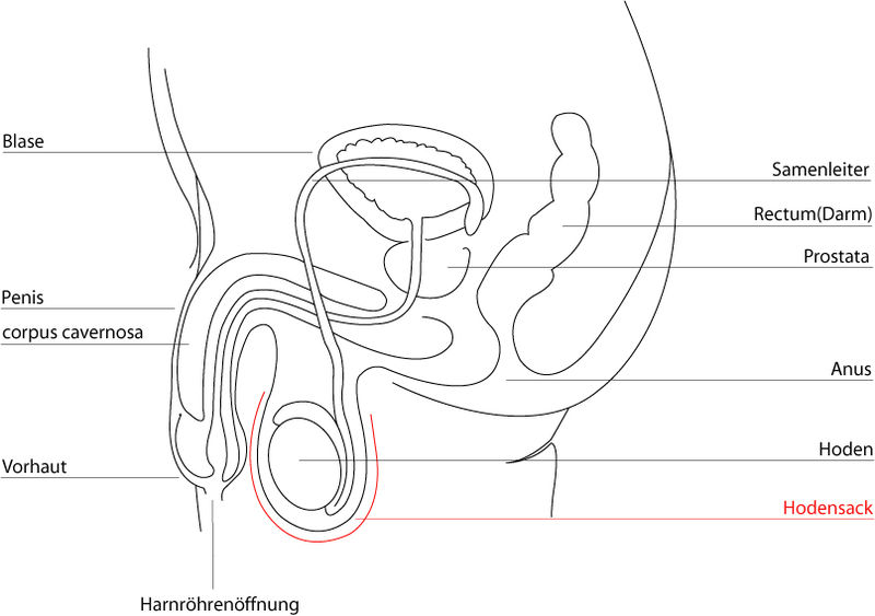 Skizze von männlichen Genitalien seitlich. Der Hodensack ist hervorgehoben.