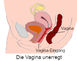 Unterleib einer Frau im Querschnitt zeigt die Vagina im Ruhezustand sowie umliegende Organe. Die Vaginawände liegen nah beieinander.