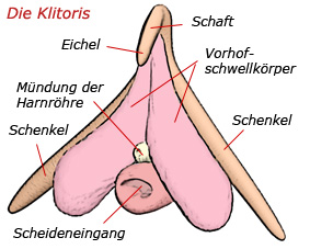 Ansehen kitzler Klitoris