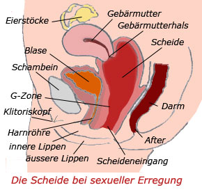 Ist vagina die lang wie Klitoris