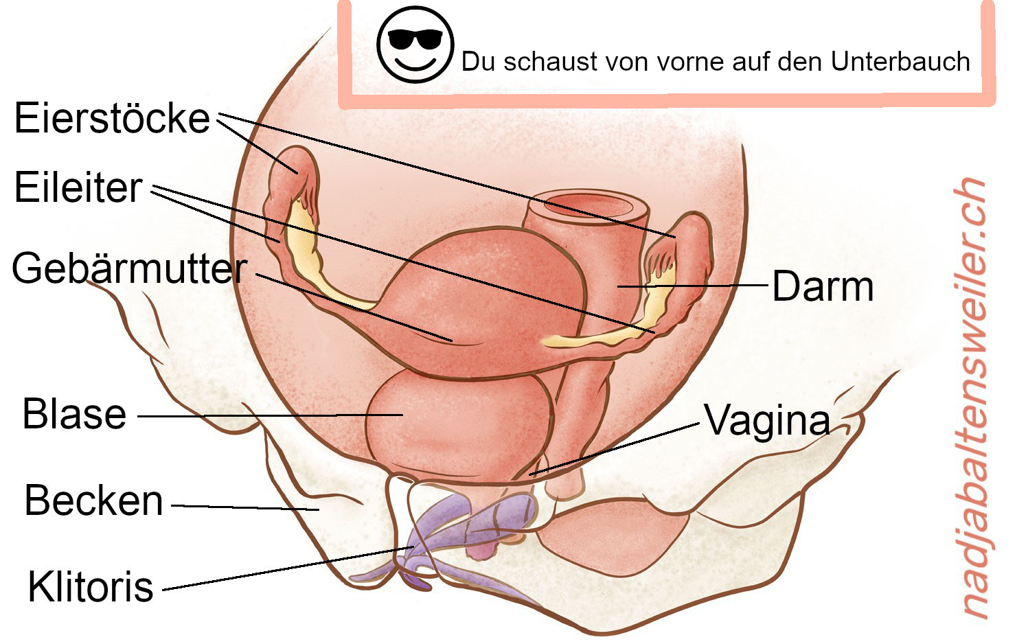 Geschlechtsorgane weiblich gelesener Personen. Beschriftet sind die Eierstöcke und Eileiter, die Gebärmutter, die Blase, das Becken, die Klitoris, die Vagina und der Darm.