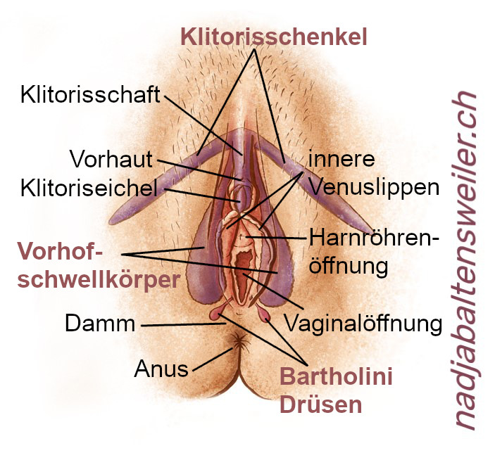 Du siehst eine Vulva mit äusserlich sichtbaren und darunterliegenden Strukturen. Äusserlich sichtbares ist in schwarzer Schrift beschriftet, darunterliegendes in Violett. Schwarz beschriftet sind: der Klitorisschaft, die Vorhaut, die Klitoriseichel, die inneren Venuslippen, die Harnröhrenöffnung, die Vaginalöffnung, der Damm und der Anus. Violett beschriftet sind die Klitorisschenkel, sie liegen unterhalb der äusseren Venuslippen, die Vorhofschwellkörper rechts und links neben der Vaginaöffnung und die Bartholini Drüsen rechts und links unterhalb der Vaginalöffnung Richtung Anus.