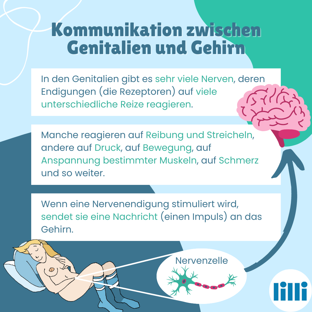 Bild von einer Frau, einer Nervenzelle und einem Gehirn. Überschrift: Kommunikation zwischen Genitalien und Gehirn Text: In den Genitalien gibt es sehr viele Nerven, deren Endigungen (die Rezeptoren) auf viele unterschiedliche Reize reagieren. Manche reagieren auf Reibung und Streicheln, andere auf Druck, auf Bewegung, auf Anspannung bestimmter Muskeln, auf Schmerz und so weiter. Wenn eine Nervenendigung stimuliert wird, sendet sie eine Nachricht (einen Impuls) an das Gehirn.