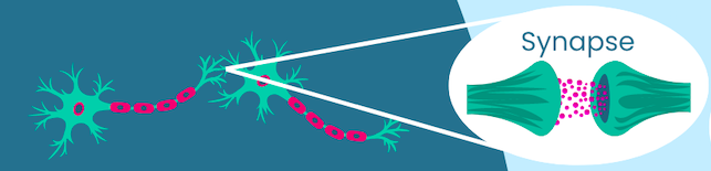 Bild zweier Nervenzellen mit Zoom auf die Synapse, welche zwischen den Nervenzellen liegt.