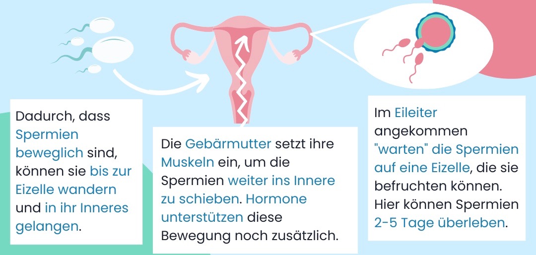 Graphische Darstellung von Spermien, die sich auf eine Gebärmutter zubewegen. Ein zickzack Pfeil zeigt, dass die in die Gebärmutter aufgenommen werden. Und im nächsten Schritt ist die Befruchtung einer Eizelle zu sehen.  Darunter steht:  Dadurch, dass Spermien beweglich sind, können sie bis zur Eizelle wandern und in ihr Inneres gelangen. Die Gebärmutter setzt ihre Muskeln ein, um die Spermien weiter ins Innere zu schieben. Hormone unterstützen diese Bewegung noch zusätzlich. Im Eileiter angekommen "warten" die Spermien auf eine Eizelle, die sie befruchten können. Hier können Spermien 2-5 Tage überleben.