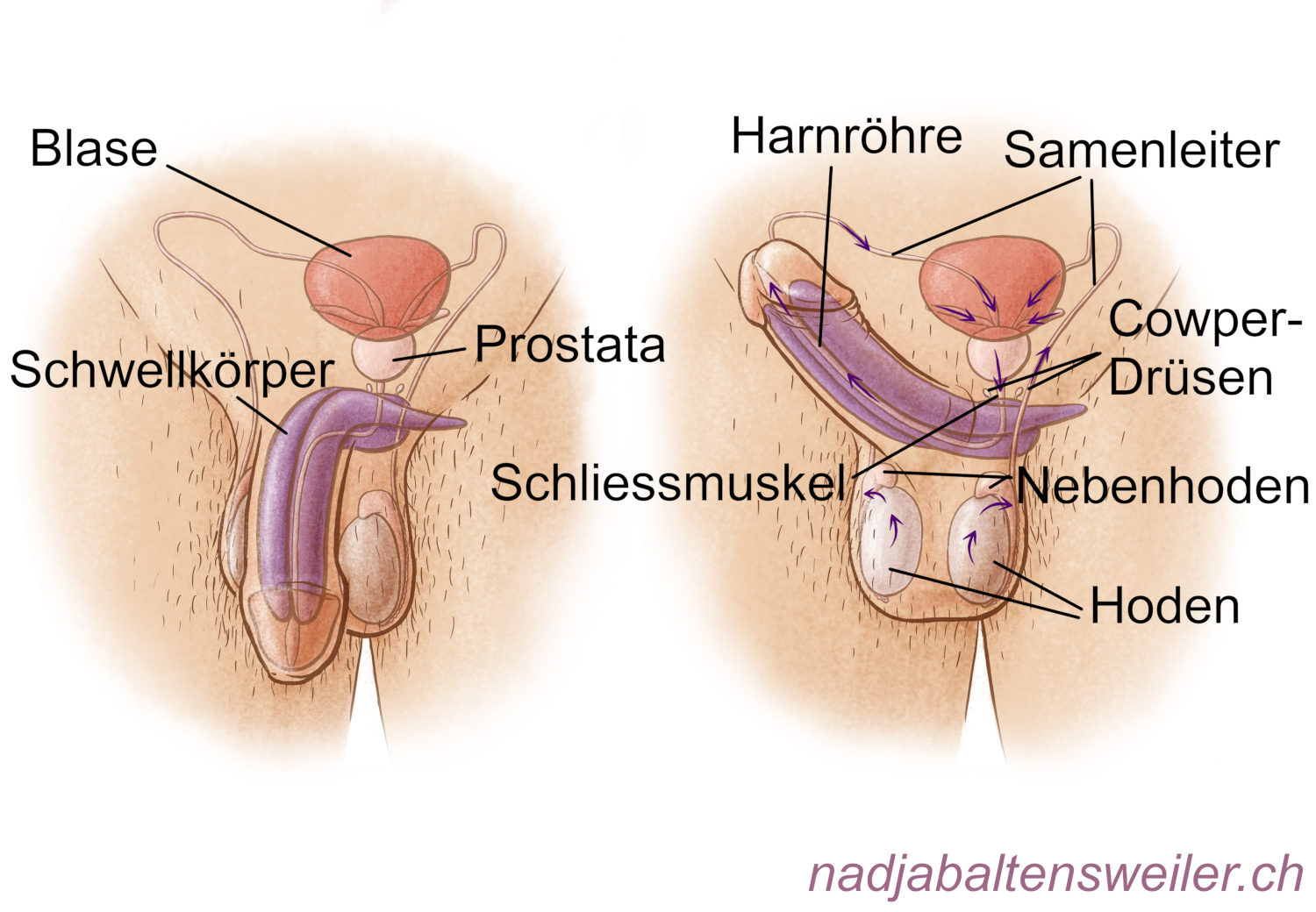 Du siehst zwei schematische Abbildungen vom Beckenbereich einer Person mit Penis. In der linken Abbildung ist der Penis schlaff. In der rechten Abbildung ist der Penis steif. In der linken Abbildung sind Blase, Prostata und Schwellkörper beschriftet. In der rechten Abbildung sind die Hoden und Nebenhoden, die Cowper-Drüsen, der Samenleiter, die Harnröhre und ein Schliessmuskel unterhalb der Blase beschriftet. Mit Pfeilen ist der Weg des Ejakulats eingezeichnet. In den Hoden zeigen Pfeile nach oben zu den Nebenhoden, dann zeigen Pfeile die Samenleiter entlang zur Blase. In der Blase zeigen Pfeile von den Samenbläschen nach innen Richtung Prostata. Von der Prostata führt ein Pfeil in die Harnröhre und in der Harnröhre zeigen Pfeile Richtung Penisspitze.