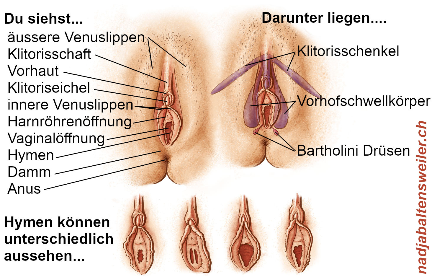 Du siehst insgesamt 6 Zeichnungen von Vulven - 2 größere oben und 4 kleinere unten. Die Abbildung links oben ist beschriftet mit: Du siehst... - äussere Venuslippen - Klitorisschaft - Vorhaut - Klitoriseichel - innere Venuslippen - Harnröhrenöffnung - Vaginalöffnung - Hymen - Damm - Anus Die Abbildung oben rechts ist beschriftet mit: Darunter liegen... - Klitorisschenkel - Vorhofschwellkörper -Bartholini Drüsen Die unteren 4 Abbildungen sind beschriftet mit: "Hymen können unterschiedlich aussehen..."