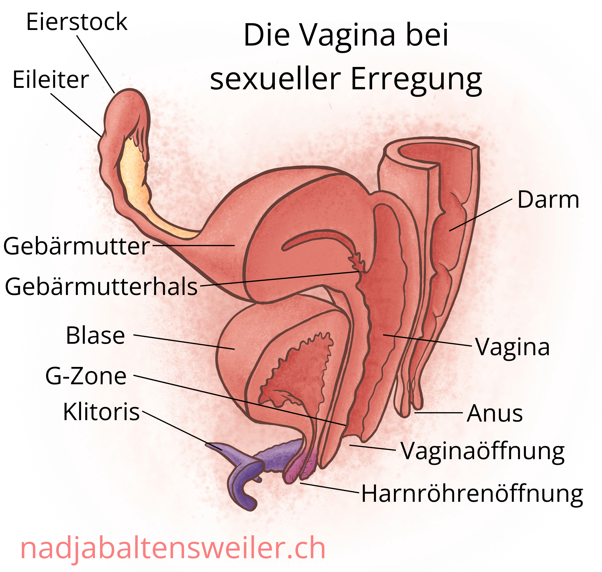 Das Bild zeigt einen Längsschnitt durch Geschlechtsorgane bei sexueller Erregung. Ganz vorne ist die Klitoris mit ihren Schenkeln, dahinter ist die Harnröhrenöffnung und dahinter die Vaginaöffnung. Zuhinterst kommt der Anus. An den Anus schließt sich nach oben hin der Darm an. Die Vagina ist geweitet. Am oberen Ende der Vagina liegt der Gebärmutterhals, der in die Gebärmutter führt. Seitlich der Gebärmutter schliesst sich der Eileiter und der Eierstock an. Oberhalb der Harnröhrenöffnung liegt die Blase. Sie liegt ausserdem vor der Vagina und unterhalb der Gebärmutter.