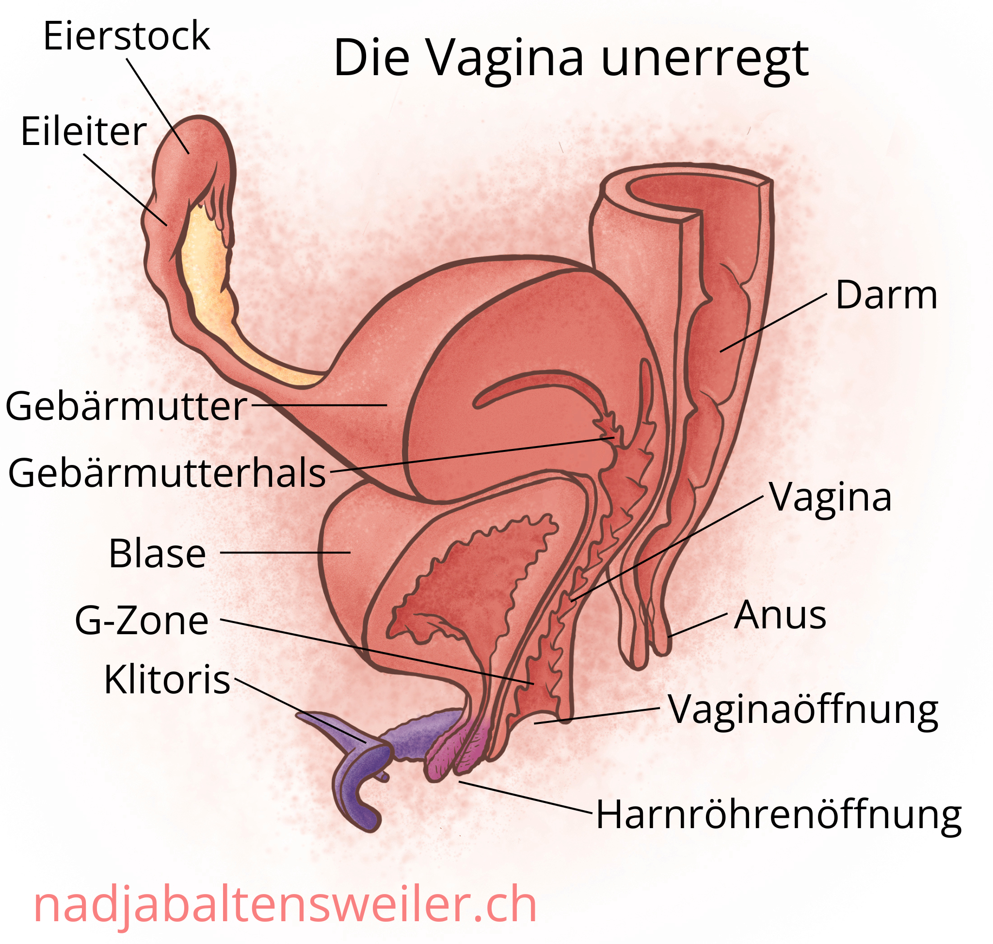 Das Bild zeigt einen Längsschnitt durch Geschlechtsorgane. Ganz vorne ist die Klitoris mit ihren Schenkeln, dahinter ist die Harnröhrenöffnung und dahinter die Vaginaöffnung. Zuhinterst kommt der Anus. An den Anus schließt sich nach oben hin der Darm an. Am oberen Ende der Vagina liegt der Gebärmutterhals, der in die Gebärmutter führt. Seitlich der Gebärmutter schliesst sich der Eileiter und der Eierstock an. Oberhalb der Harnröhrenöffnung liegt die Blase. Sie liegt ausserdem vor der Vagina und unterhalb der Gebärmutter.