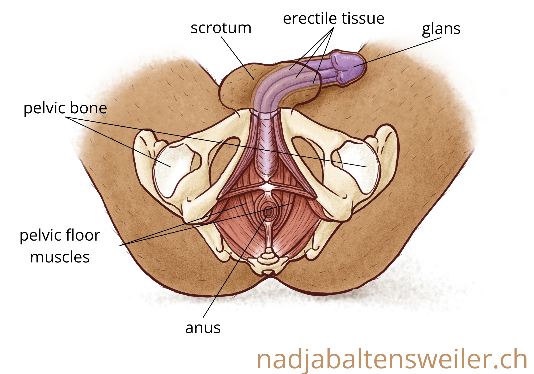 Schematic representation of a person with a penis from below. The pelvic bones surrounding the pelvic floor muscles are visible. The anus is located in the center. The erectile tissue begins above the anus. It extends into the penis as far as the glans. The scrotum is located at the bottom of the penis.